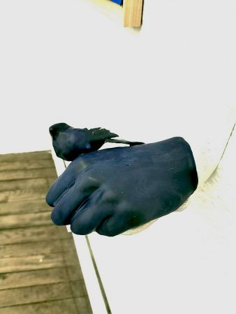 expo poids plume 7 expo poids plume 7